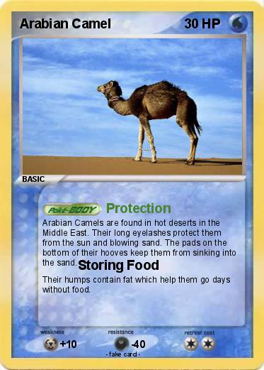 Pokemon Arabian Camel