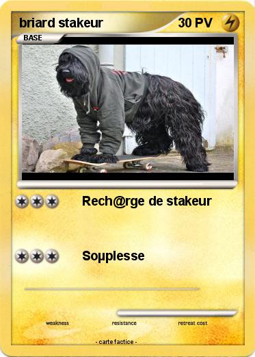 Pokemon briard stakeur