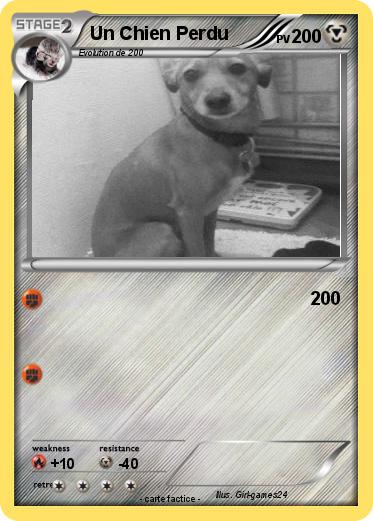 Pokemon Un Chien Perdu