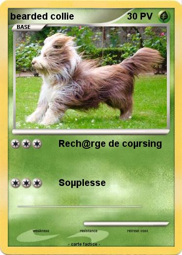 Pokemon bearded collie