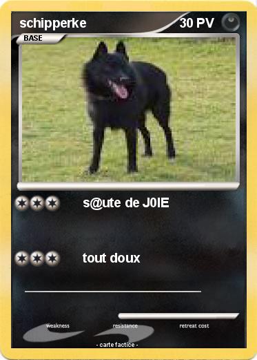 Pokemon schipperke