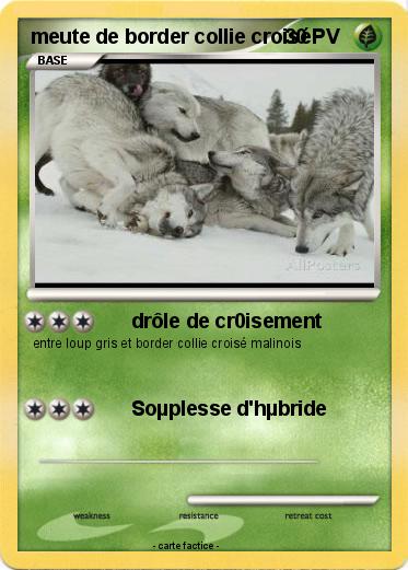 Pokemon meute de border collie croisé