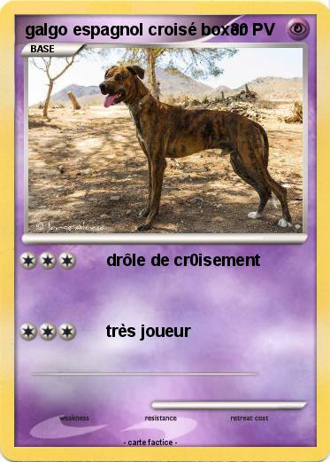 Pokemon galgo espagnol croisé boxer