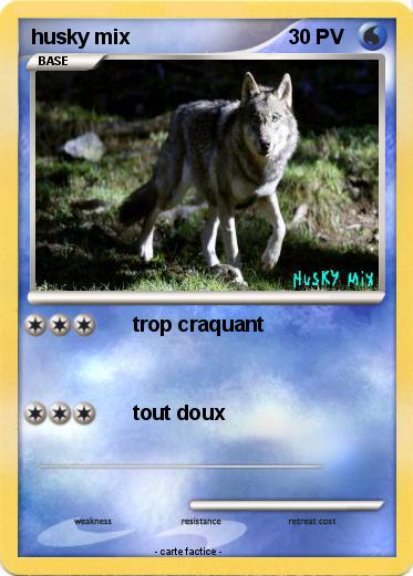 Pokemon husky mix