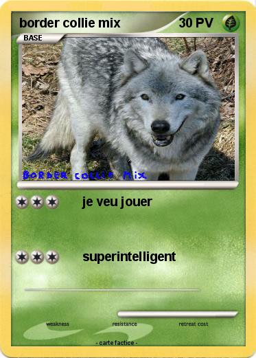 Pokemon border collie mix