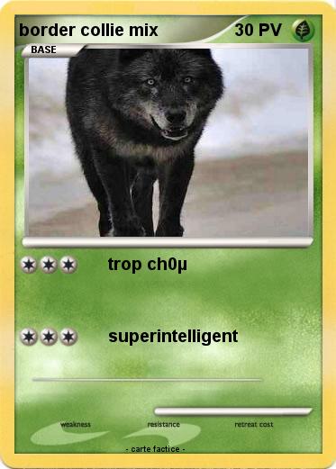 Pokemon border collie mix