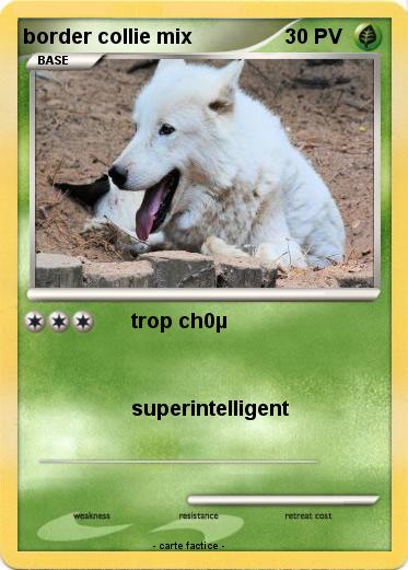 Pokemon border collie mix