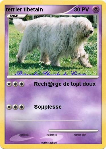 Pokemon terrier tibetain