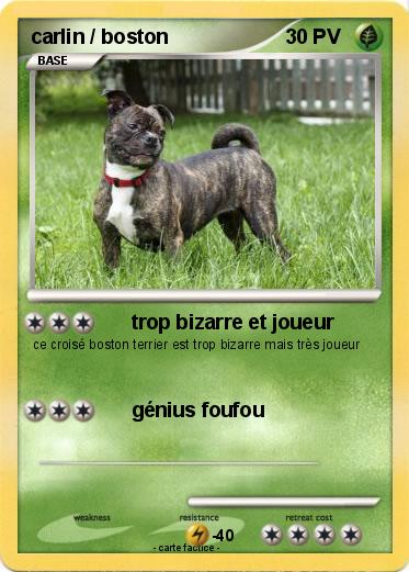 Pokemon carlin / boston