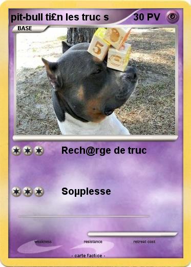 Pokemon pit-bull ti£n les truc s