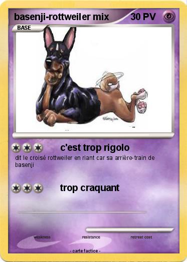 Pokemon basenji-rottweiler mix