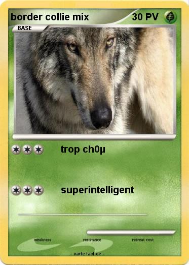 Pokemon border collie mix