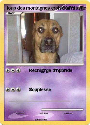 Pokemon loup des montagnes croisé am'staffie