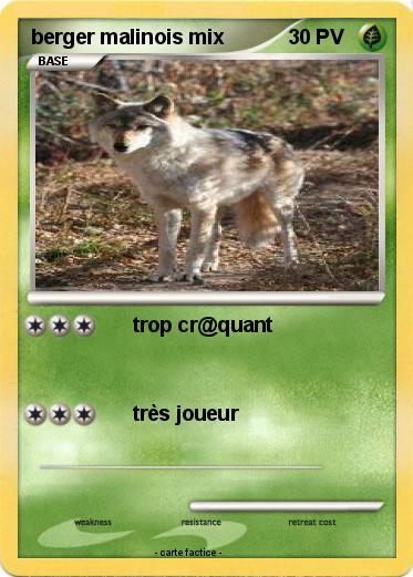 Pokemon berger malinois mix