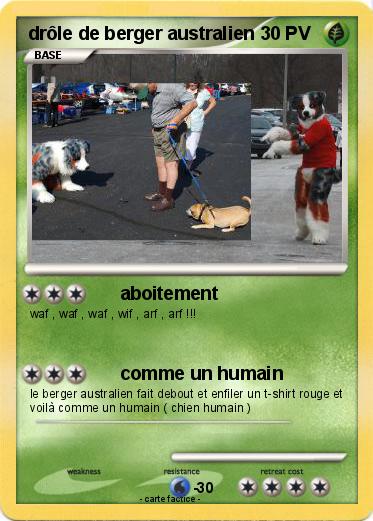 Pokemon drôle de berger australien