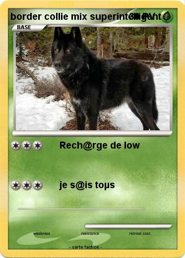 Pokemon border collie mix superintelligent