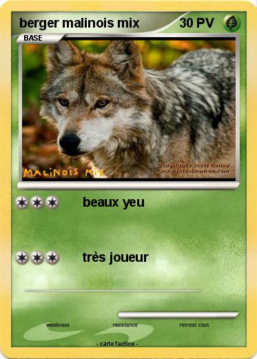 Pokemon berger malinois mix