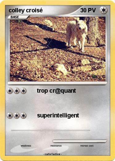 Pokemon colley croisé