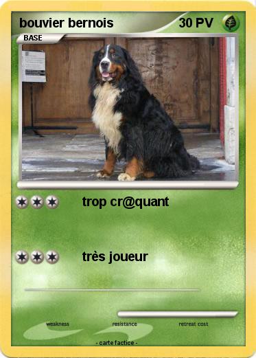 Pokemon bouvier bernois