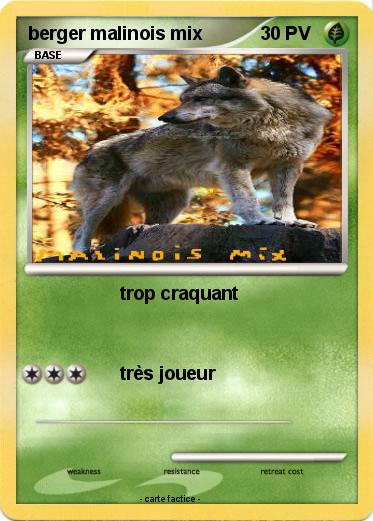 Pokemon berger malinois mix