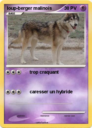 Pokemon loup-berger malinois