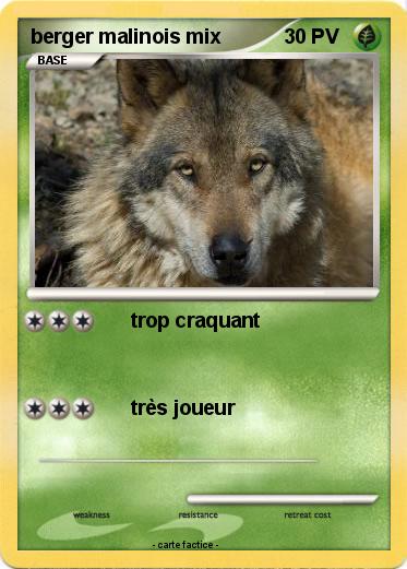 Pokemon berger malinois mix