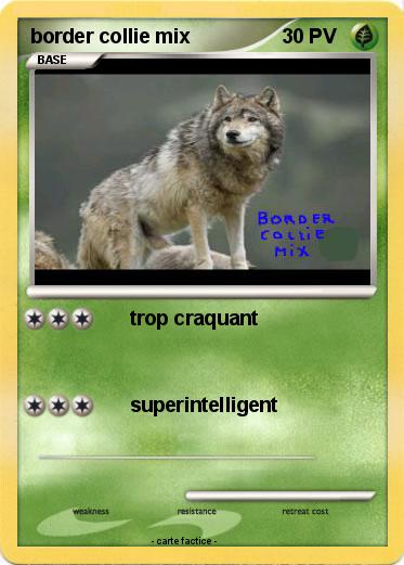 Pokemon border collie mix