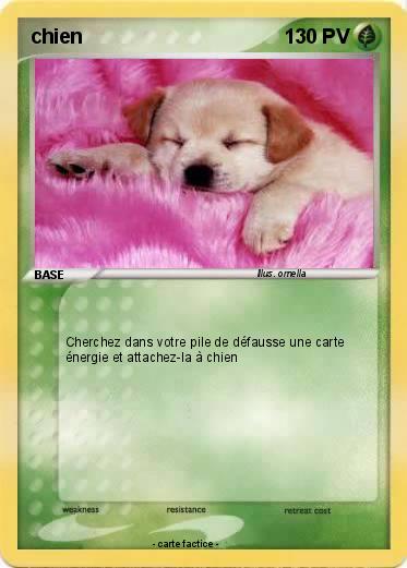 Pokemon chien