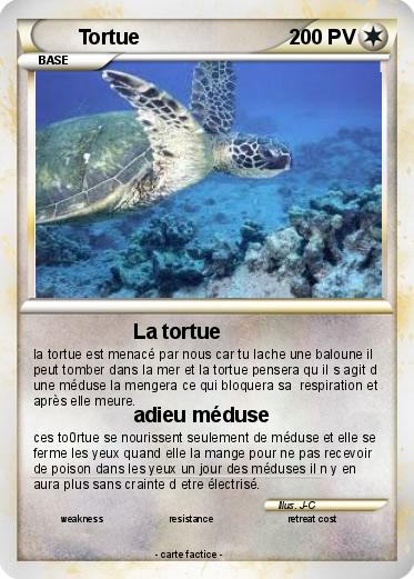 Pokemon Tortue