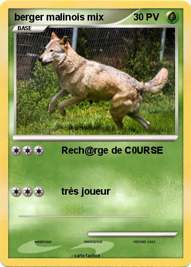 Pokemon berger malinois mix