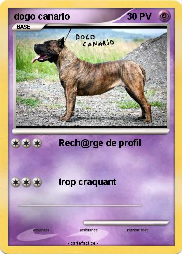 Pokemon dogo canario