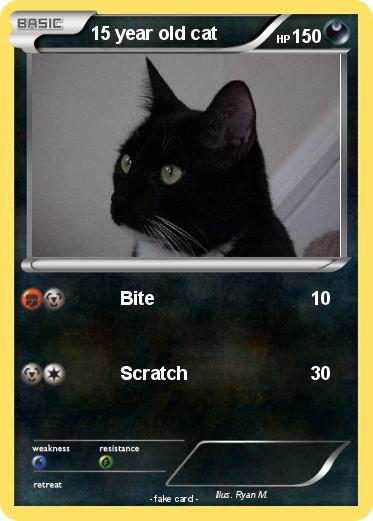 Pokemon 15 year old cat