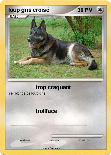 Pokemon loup gris croisé