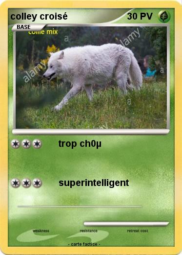 Pokemon colley croisé