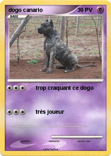 Pokemon dogo canario