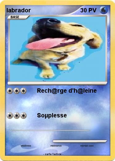 Pokemon labrador