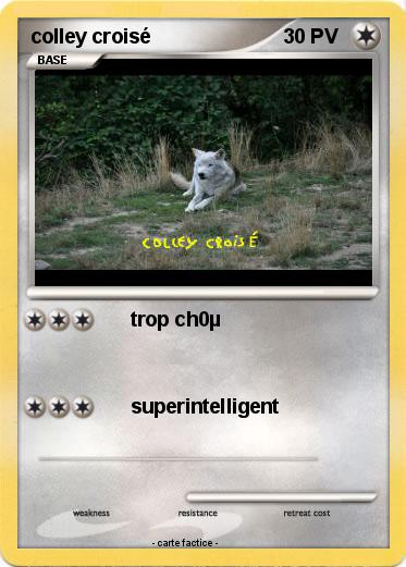 Pokemon colley croisé