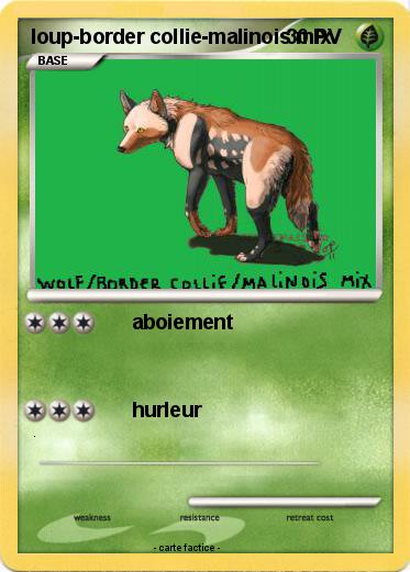 Pokemon loup-border collie-malinois mix