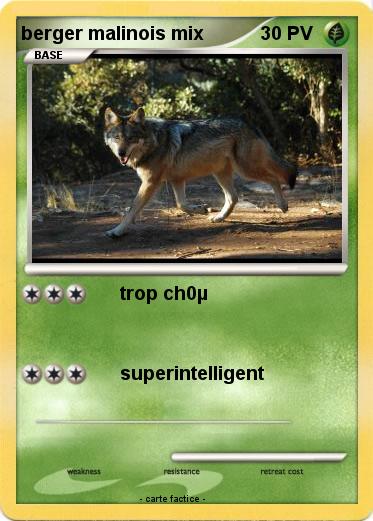 Pokemon berger malinois mix