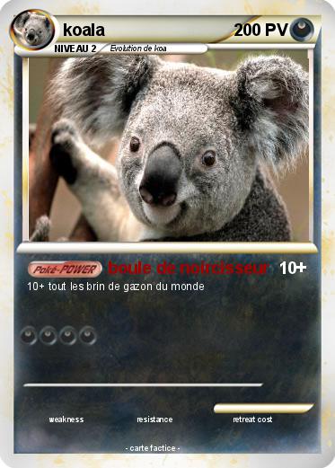 Pokemon koala