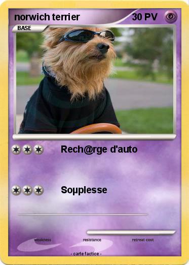 Pokemon norwich terrier