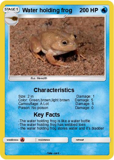 Pokemon Water holding frog