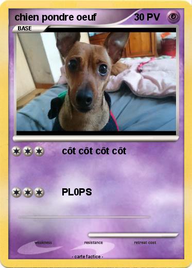 Pokemon chien pondre oeuf