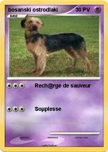 Pokemon bosanski ostrodlaki