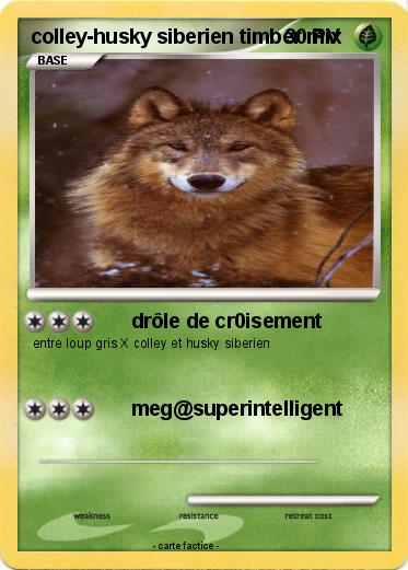 Pokemon colley-husky siberien timber mix
