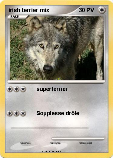 Pokemon irish terrier mix