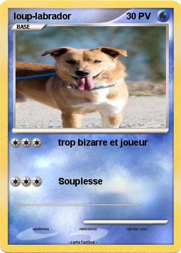 Pokemon loup-labrador