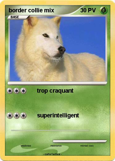 Pokemon border collie mix