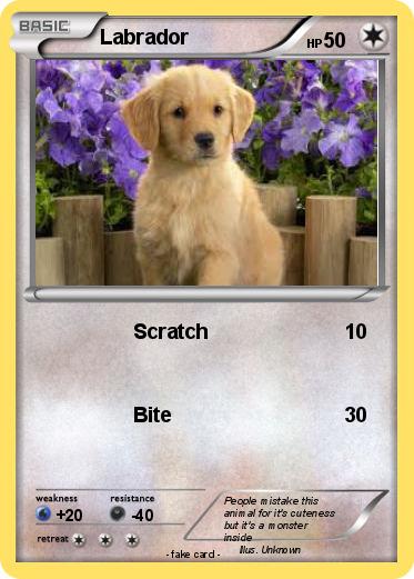 Pokemon Labrador