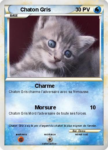 Pokemon Chaton Gris
